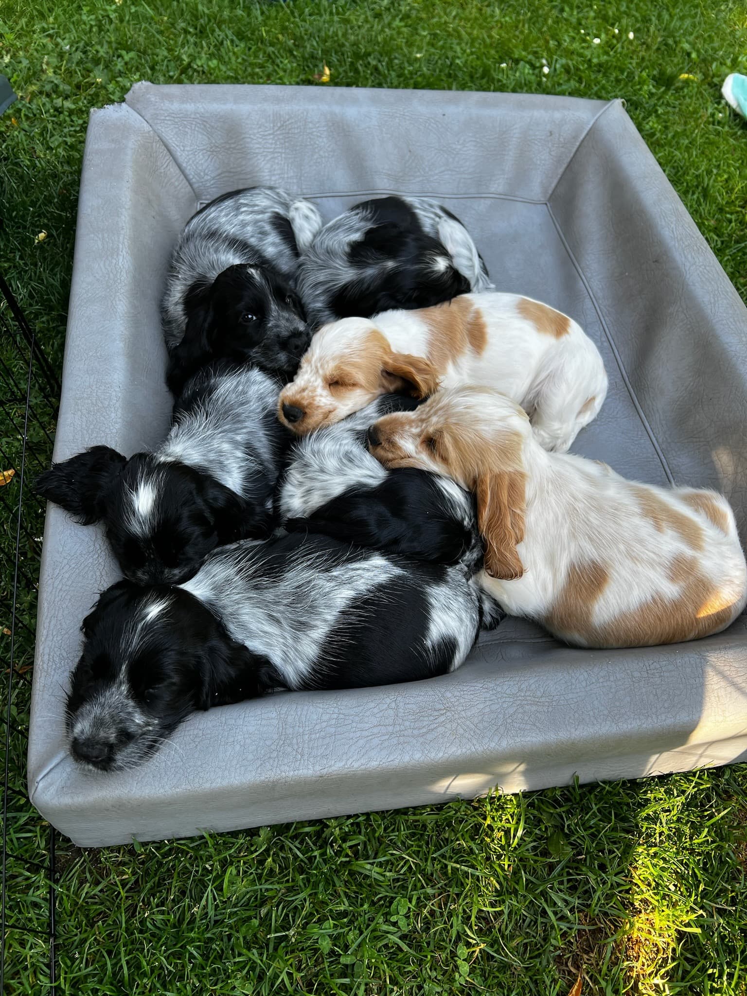 Our dogs, Bea, Bianca, Bali and Bibbi