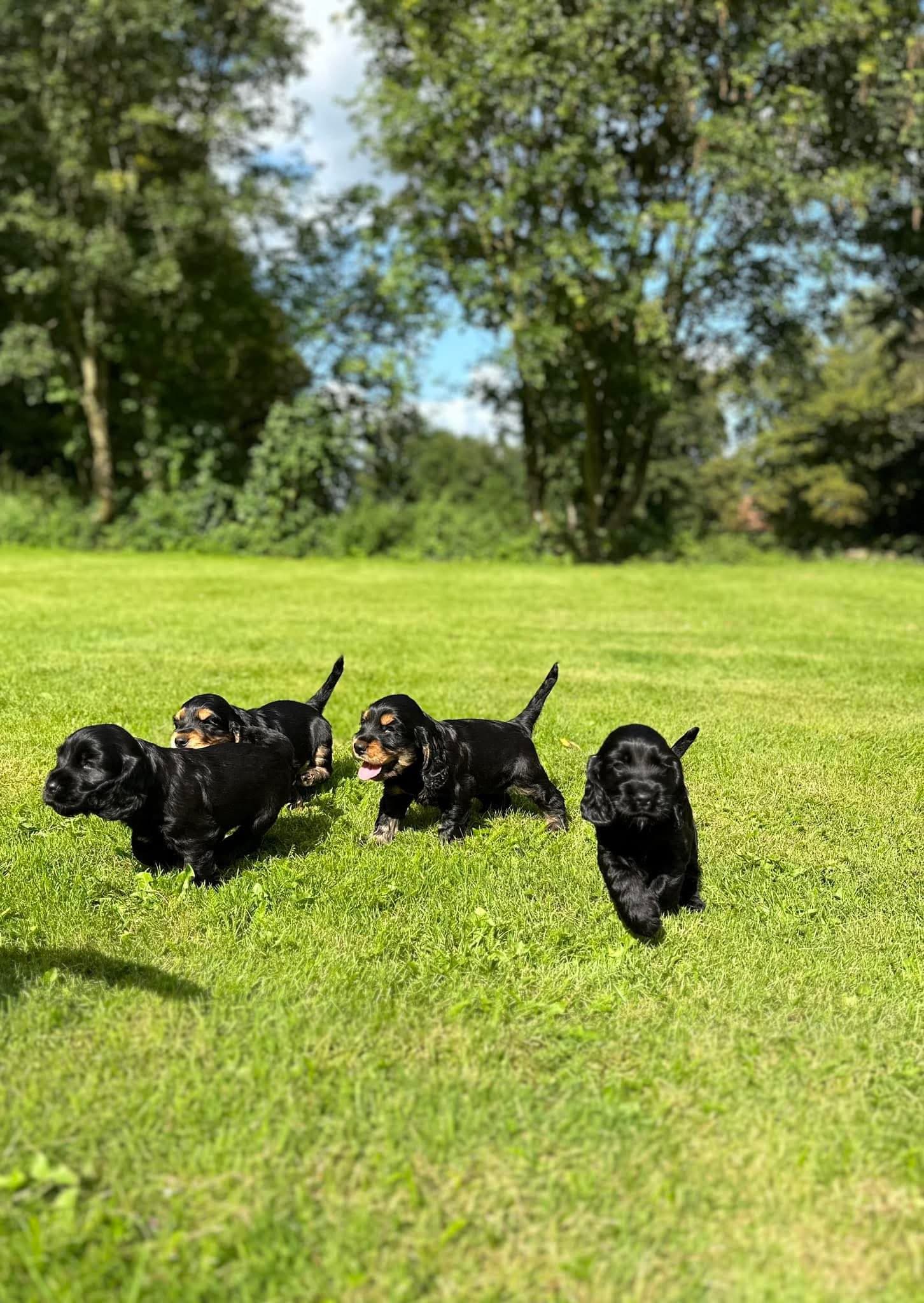 Cocker spaniel valpar