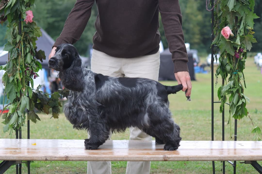 Bea